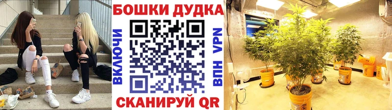 blacksprut онион Канаш Шишки марихуана марихуана купить наркотики сайты